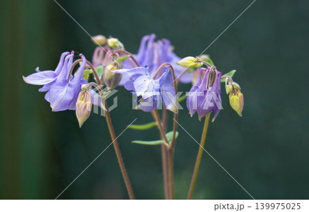 A close-up of a columbine flower with small buds and leaves. A close-up of a columbine flower with small buds and leaves. 139975025