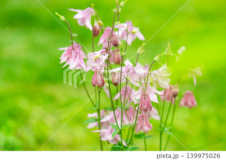 A close-up of a columbine flower with small buds and leaves. A close-up of a columbine flower with small buds and leaves. 139975026