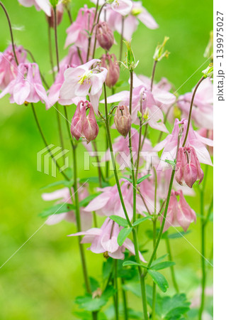 A close-up of a columbine flower with small buds and leaves. A close-up of a columbine flower with small buds and leaves. 139975027