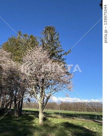 青空に映える満開の桜 青空に映える満開の桜 139975044