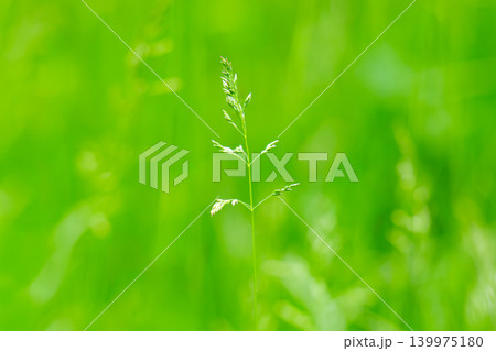Lush Green Grass in the Heart of Nature, Embracing the Beauty 139975180