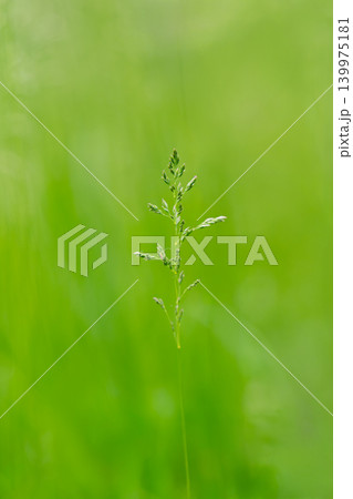 Lush Green Grass in the Heart of Nature, Embracing the Beauty Lush Green Grass in the Heart of Nature, Embracing the Beauty 139975181