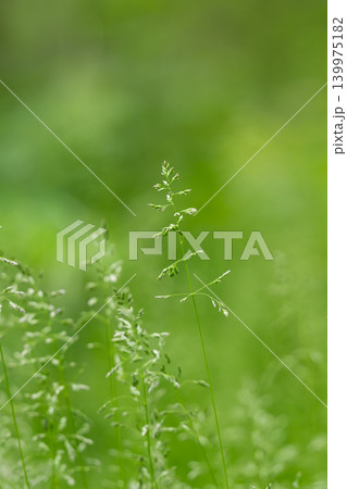 Lush Green Grass in the Heart of Nature, Embracing the Beauty Lush Green Grass in the Heart of Nature, Embracing the Beauty 139975182