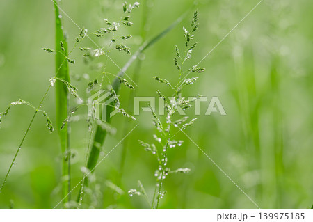 Close-up of dew-dripping grass blades at sunrise Close-up of dew-dripping grass blades at sunrise 139975185