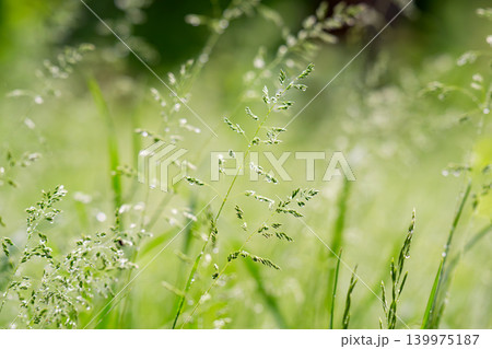 Close-up of dew-dripping grass blades at sunrise Close-up of dew-dripping grass blades at sunrise 139975187