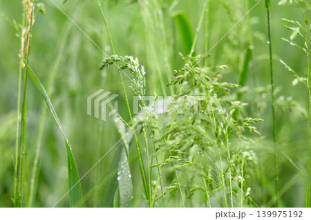 Close-up of dew-dripping grass blades at sunrise 139975192