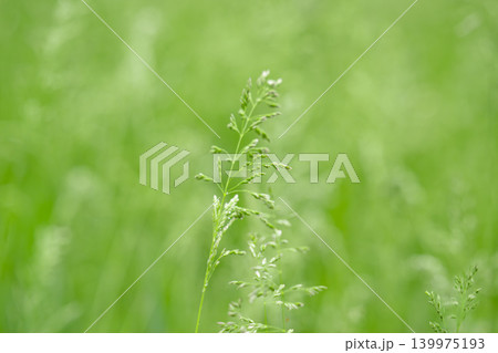 Close-up of dew-dripping grass blades at sunrise 139975193