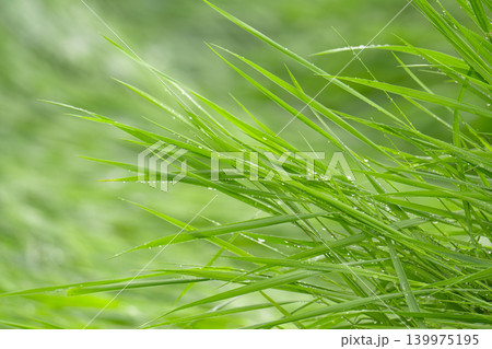 Close-up of dew-dripping grass blades at sunrise Close-up of dew-dripping grass blades at sunrise 139975195