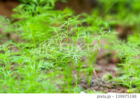 Green dill in the garden 139975198