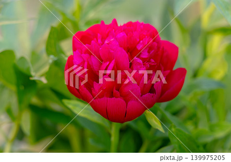 Beautiful red bloomed peon covered with morning dew 139975205