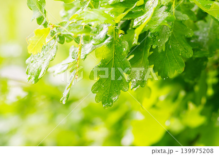 Green fresh leaves on the branches of an oak close up against the sky in sunlight. Care for nature and ecology, 139975208