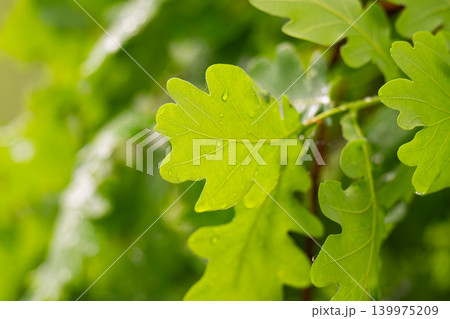 Green fresh leaves on the branches of an oak close up against the sky in sunlight. Care for nature and ecology, 139975209