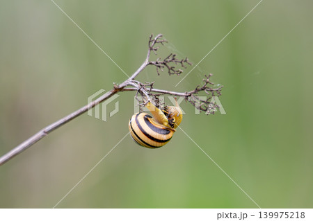 Cepaea nemoralis Cepaea nemoralis 139975218