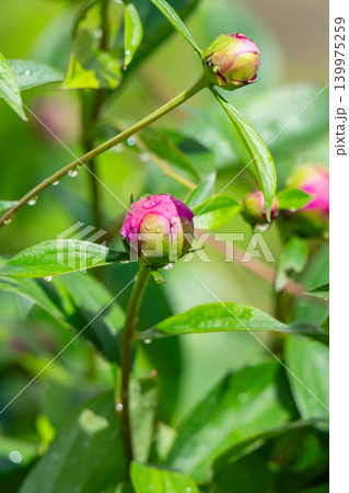 A green bud of a red rosehip flower begins A green bud of a red rosehip flower begins 139975259