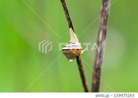 Cepaea nemoralis Cepaea nemoralis 139975263