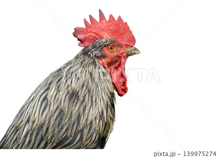 rooster standing 139975274