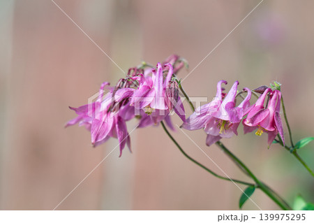 A close-up of a columbine flower with small buds and leaves. A close-up of a columbine flower with small buds and leaves. 139975295