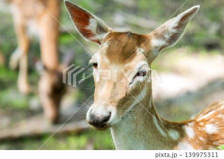 The sika deer (Cervus nippon) is a mammal of the genus of true deer The sika deer (Cervus nippon) is a mammal of the genus of true deer 139975311