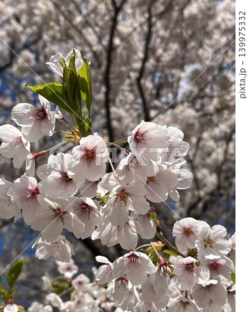 桜の花と蕾のクローズアップ・北海道の春 桜の花と蕾のクローズアップ・北海道の春 139975332