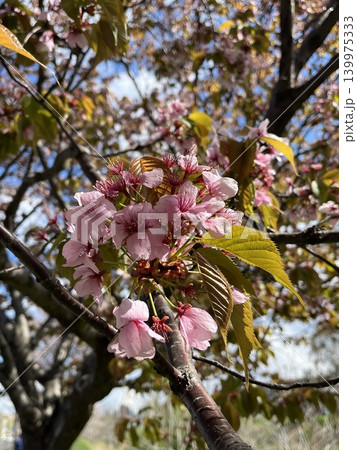 桜の花と蕾のクローズアップ・北海道の春 139975333