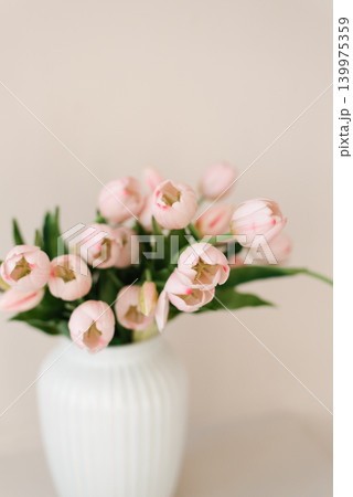Close Up Of Pink Tulips In White Vase With Soft Lighting 139975359