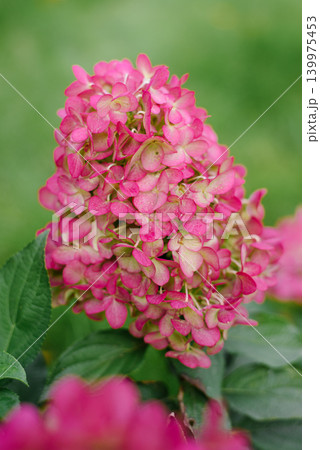 Detailed View of Hercules Hydrangea with Soft Pink Tips 139975453