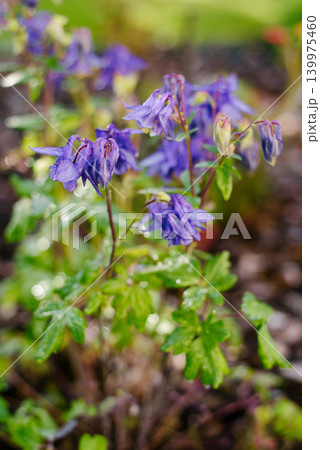 Purple Columbine Flowers In Summer Garden With Water Drops After Rain Purple Columbine Flowers In Summer Garden With Water Drops After Rain 139975460