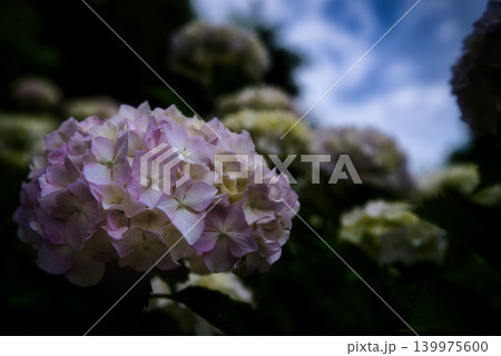 紫陽花の花 紫陽花の花 139975600