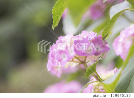 アジサイの花 アジサイの花 139976159
