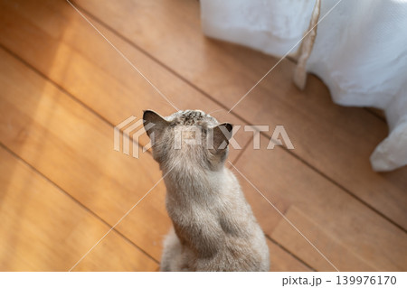 窓辺で座る可愛い猫 シャムトラ猫 窓辺で座る可愛い猫 シャムトラ猫 139976170