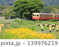 小湊鐵道「オオキンケイギク咲く初夏のローカル線風景」 小湊鐵道「オオキンケイギク咲く初夏のローカル線風景」 139976219