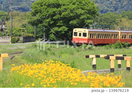 小湊鐵道「オオキンケイギク咲く初夏のローカル線風景」 139976219
