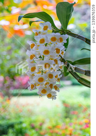 White and yellow orchid on Orchid Island in Nha Trang in Vietnam 139976359