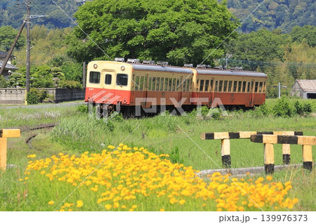 小湊鐵道「オオキンケイギク咲く初夏のローカル線風景」 小湊鐵道「オオキンケイギク咲く初夏のローカル線風景」 139976373