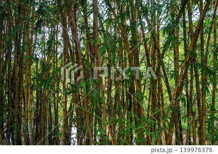 Asian style green bamboo background texture Asian style green bamboo background texture 139976376