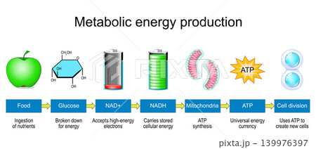 Mitochondria convert nutrients into cellular energy through NAD and NADH cycle. infographic Mitochondria convert nutrients into cellular energy through NAD and NADH cycle. infographic 139976397