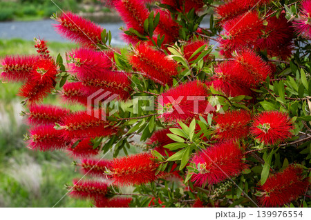 赤いブラシノキの花 赤いブラシノキの花 139976554