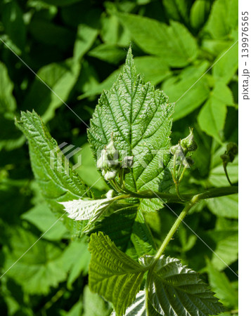 Unopened garden raspberry flower buds on green bush branch Unopened garden raspberry flower buds on green bush branch 139976565