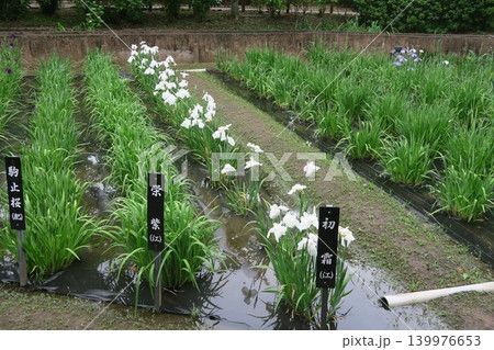 しょうぶ沼公園の初霜が伸びやかに咲き誇る しょうぶ沼公園の初霜が伸びやかに咲き誇る 139976653