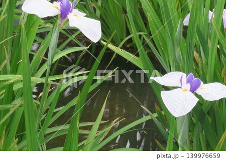 初夏のしょうぶ沼公園に咲いた菖蒲は長井雪小町 初夏のしょうぶ沼公園に咲いた菖蒲は長井雪小町 139976659