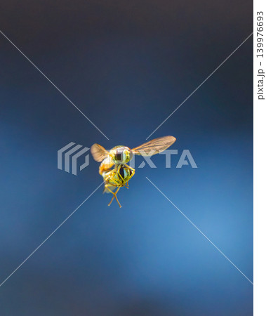 空中で交尾するホソヒラタアブのペア 空中で交尾するホソヒラタアブのペア 139976693