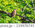 木の枝に止まり周囲を警戒するサシバ 139976745