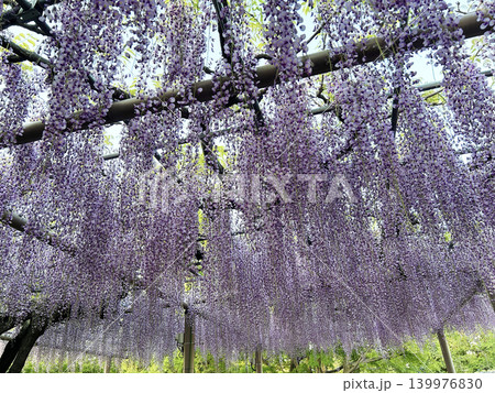 藤の花のある風景 藤の花のある風景 139976830