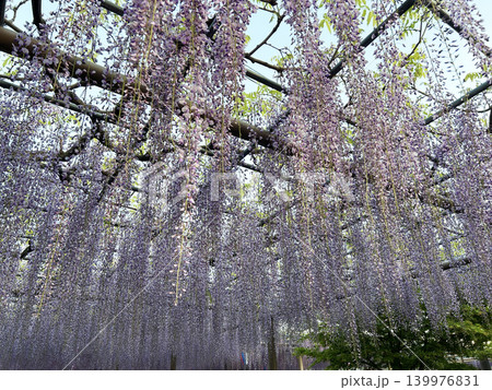 美しい藤の花 美しい藤の花 139976831
