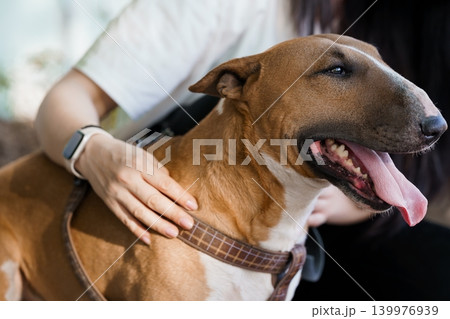 Brown Bull Terrier Dog Panting with Tongue Out Being Petched by Person in Outdoor Sunlight 139976939