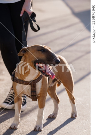 Brown Bull Terrier Dog Panting on Leash Held by Person on Sunny Sidewalk Brown Bull Terrier Dog Panting on Leash Held by Person on Sunny Sidewalk 139976940