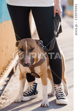 Brown and White Pitbull Dog Wearing Harness Sitting Near Person in Black Leggings on Sunny Path Brown and White Pitbull Dog Wearing Harness Sitting Near Person in Black Leggings on Sunny Path 139976942