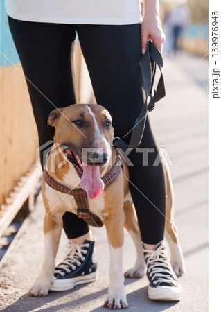 Brown and White Pit Bull Dog Wearing Harness Standing Near Person on Sunny Outdoor Sidewalk Brown and White Pit Bull Dog Wearing Harness Standing Near Person on Sunny Outdoor Sidewalk 139976943