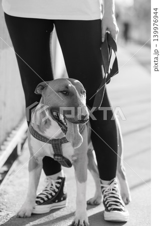 Black and White Portrait of a Happy Dog with Leash and Owner Walking on Sidewalk Black and White Portrait of a Happy Dog with Leash and Owner Walking on Sidewalk 139976944