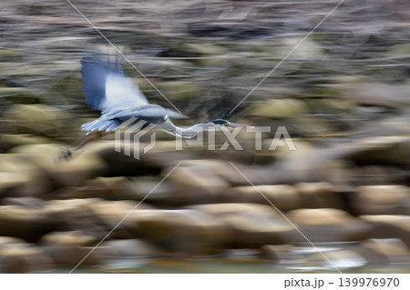 川の上を飛行するアオサギの流し撮り写真 川の上を飛行するアオサギの流し撮り写真 139976970
